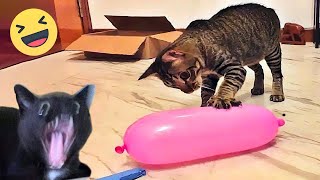 Funniest Cats And Dogs s 😁 - Best Funny Animal s 2024 🥰#11