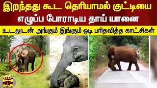 இறந்தது கூட தெரியாமல் குட்டியை எழுப்ப போராடிய தாய் யானை... அங்கும் இங்கும் பரிதவித்த காட்சிகள்