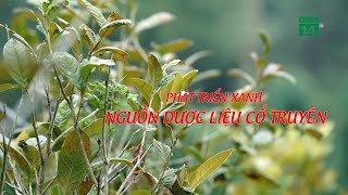 Phát triển xanh nguồn Dược Liệu cổ truyền| VTC14