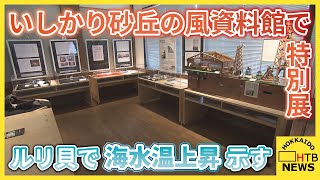 石狩エリアの歴史や文化語る上で外せない事件を特別展示　いしかり砂丘の風資料館　ルリ貝で海水温上昇も