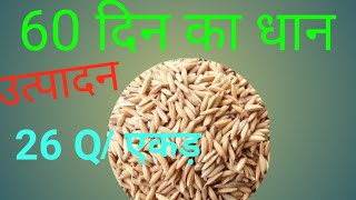 60दिन में पकने वाली धान साठीया||रवि फसल की धान|| MTU-1010धान में अंतर||rabi paddy crop