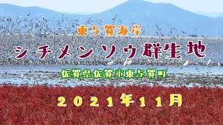 東与賀海岸シチメンソウ群生地　  佐賀県佐賀市東与賀町　 2021年11月