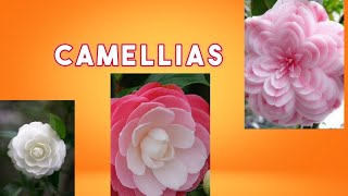 Camellia plant/Camellia flower