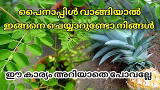 ഇങ്ങനെ എപ്പോഴും ചെയ്താൽ നിങ്ങൾക്കും വീട്ടിൽ നിന്ന് പൈനാപ്പിൾ പറിച്ചെടുക്കാം||#howtogrowpineapple