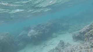Turtle Collision