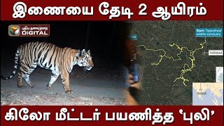 'Tiger' traveled 2 thousand kilometers in search of a parallel Tiger | Tipeshwar Wildlife Sanctuary