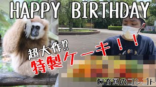 キュータロウの誕生日をお祝いする。【飼育員のコシゴト】