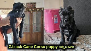 top quality Cane Corso puppy for sale in telugu/8919335811 /aj pets