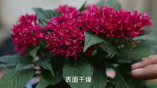 繁星花怎么养护｜园艺师教学｜教你繁星花的详细养护技巧