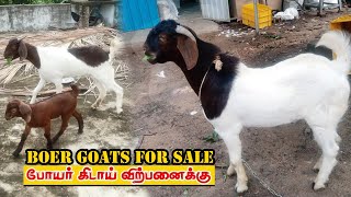 Original Boer Goat for Sale | போயர் கிடாய், தாய் ஆடு, குட்டி விற்பனைக்கு #goatfarming #கடலூர் #goats