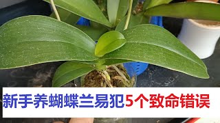 新手养蝴蝶兰，易犯的5个致命错误和5个易被忽略的问题！（阿涛养花90期）5 fatal mistakes beginners make when raising Phalaenopsis!