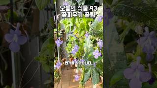 93. 외목대 보라삭소롬 꽃 팡팡 터트리는 꿀팁 대공개!!