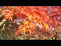 小金井公園紅葉2018