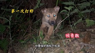 第一次带爱犬去打野，大黄表现得很勇敢，对大山里的一切都很好奇【乡野志刚】