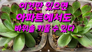 [광고] 아파트에서도 바위솔 키울 수 있다. 반려식물로 폭풍 성장하는 바위솔 키워보세요