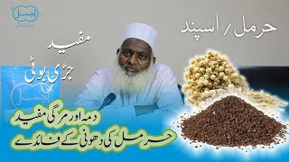 Harmal | harmal ki dhoni | Dama aur Mirgi me mufeed | Asabi Kamzoori k liye behter