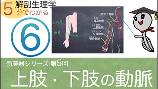 循環器シリーズ第6回「上肢・下肢の動脈」おたまじゃくし先生の解剖生理学講座