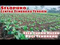 Selopuro Centra Tembakau Terbaik - Efek Curah Hujan Bagi Tanaman Tembakau