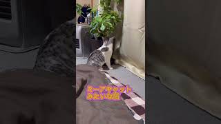 ミーアキャットみたいな猫