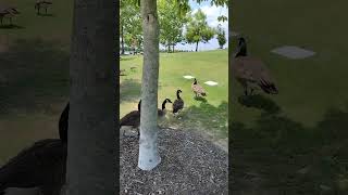 Geese cooling down at Shelby farm