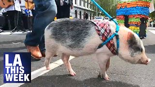 El Pueblo Blessing of the Animals