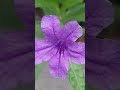 🟣 পটপটি ফুল 👉 রুয়েলিয়া 🔹️ruellia 🌱 flower gardening gardening