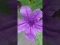 🟣 পটপটি ফুল 👉 রুয়েলিয়া 🔹️ruellia 🌱 flower gardening gardening