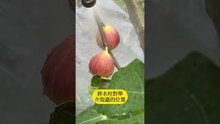 無花果長介殼蟲怎麼辦?