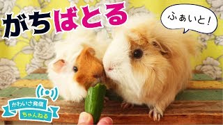 ふわもこのモルモットたちがお野菜をめぐってガチバトル　cute guineapig