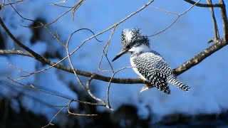 ヤマセミ（Crested Kingfisher）／撮影地：北海道釧路市｜43秒　サントリーの愛鳥活動