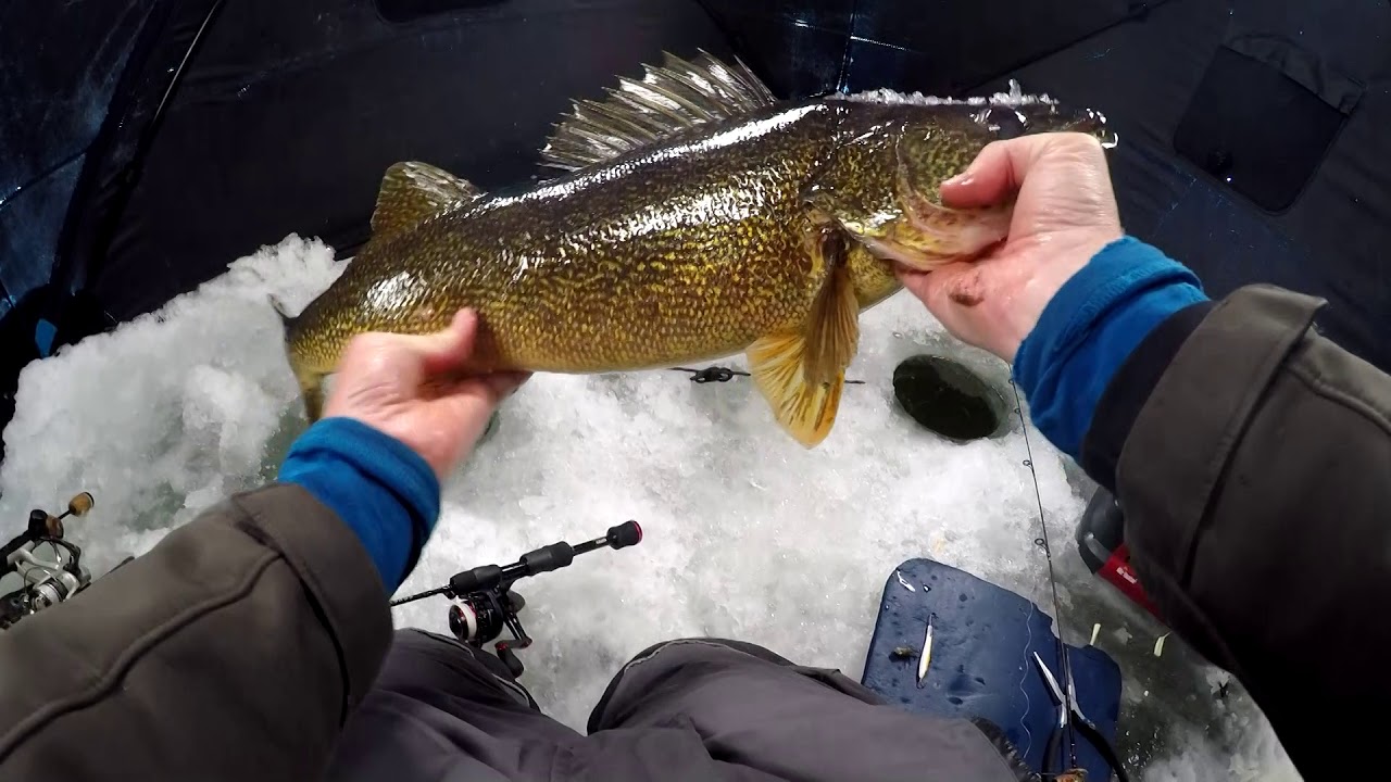 Bay Of Quinte Walleye Bonanza - YouTube