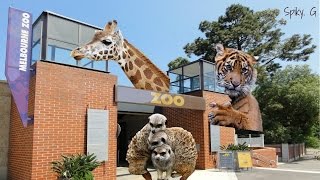 My Meerkat Experience At Melbourne Zoo!!