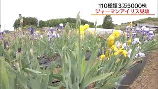 【映像】色彩豊かな『虹の花』ジャーマンアイリス　110種3万5000株見頃　福島・川俣町