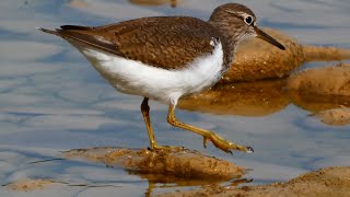 Andarríos chico. Common sandpiper. Actitis Hypoleucos. 4K.