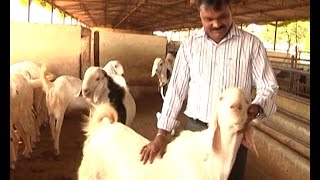 Success story of commercial goat farming by Nizamabad farmer