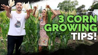3 Epic Tips For Growing Corn!