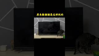 原来真正的躲猫猫是这么玩的 狸花猫 傻猫的日常