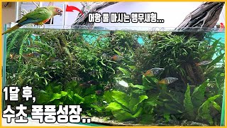 3자 수초어항, 수초가 미쳤습니다... [#애니몰로tv ]