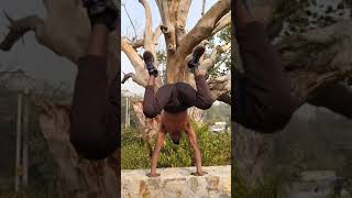 Handstand  with nature🌿🍃#gym#calisthenic#short#motivation//status video🎥.