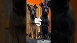 Dutch Shepherd VS Belgian Malinois-Comparison 😱🔥 #shorts