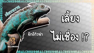 ฝึกอีกัวน่าให้เชื่อง อัพเดทน้องเขียวหวาน | Taming Tips for Iguana [BalconZoo]