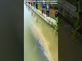 catching giant alligator fish in the river