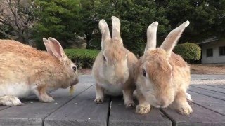 E160416B うさぎ島 【RabbitIsland】 うさぎ島の春④