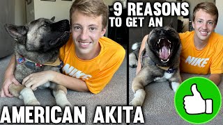 9 Reasons to Buy an American Akita