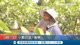 芭樂外銷\