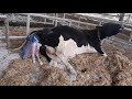 how a cow gives birth to a baby live