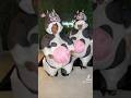 COWS DOING VIRAL TIKTOK DANCE ⁉️😱 #funny #rkgang #rkempiree