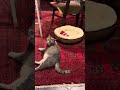 天井上のトイレ掃除が終わり.. お尻トントンもしてもらう猫… cat 保護猫 ＃＃風の猫＃さっちゃん