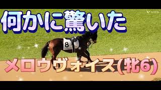 2025/01/18 中山7R メロウヴォイス パドック、本馬場入場、レイチェル・キング騎手と口取り サイン会も