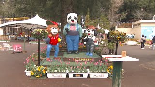 池田動物園を花で彩るフェス始まる　6歳の誕生日迎えるライオン「チャーリー」の花絵も　岡山市